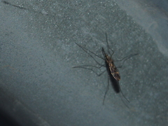 Anopheles punctipennis