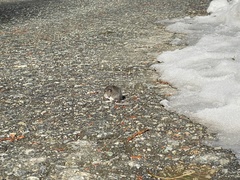 Peromyscus sonoriensis