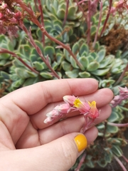 Echeveria elegans
