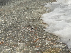 Peromyscus sonoriensis