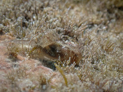 Stylocheilus rickettsi