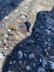 Peromyscus sonoriensis