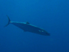 Scomberomorus sierra