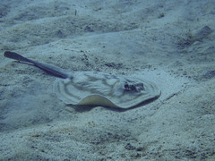 Urobatis concentricus