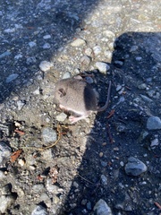 Peromyscus sonoriensis