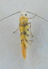 Argyresthia