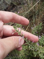 Hedeoma oblongifolia
