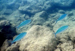 Caesio caerulaurea