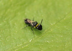 Hylaeus primulipictus