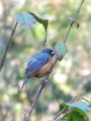 Diglossa baritula