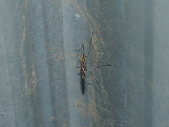 Anopheles punctipennis
