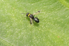 Hylaeus primulipictus