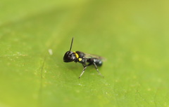 Hylaeus primulipictus