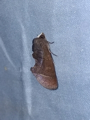 Gonodonta immacula