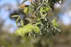 Melaleuca nervosa