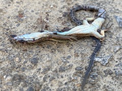 Takydromus wolteri