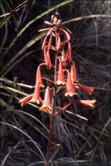 Blandfordia punicea