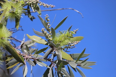 Melaleuca nervosa