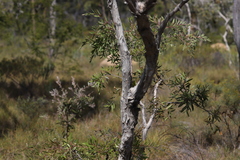 Melaleuca nervosa