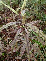 Quintinia serrata