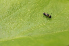 Hylaeus primulipictus
