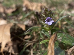 Prunella vulgaris