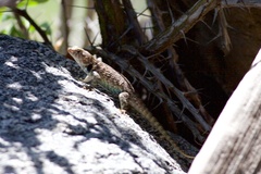 Sceloporus hunsakeri