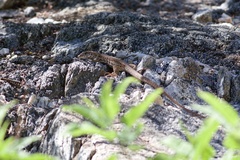 Aspidoscelis maximus