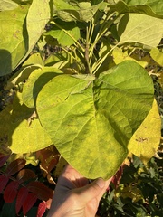 Catalpa