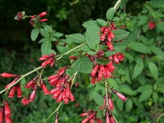 Cestrum elegans