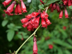 Cestrum elegans