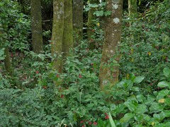 Cestrum elegans