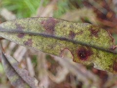 Quintinia serrata