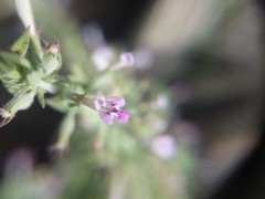 Hedeoma oblongifolia