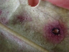 Quintinia serrata