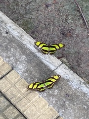 Philaethria dido