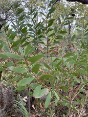 Persoonia lanceolata