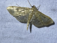 Herpetogramma aeglealis