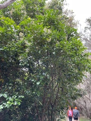 Syzygium smithii
