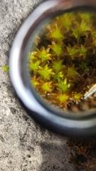 Syntrichia cainii