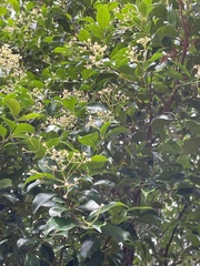 Syzygium smithii