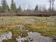 Syntrichia cainii