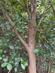 Syzygium smithii