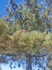 Pinus attenuata