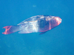 Scarus rubroviolaceus