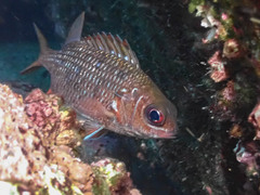 Neoniphon suborbitalis