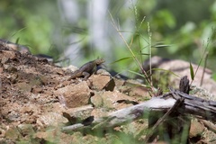 Sceloporus hunsakeri
