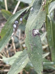 Botryosphaeria dothidea