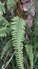 Polypodioideae