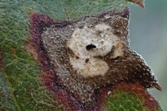 Botryosphaeria dothidea